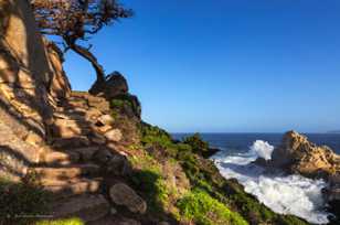 Point Lobos-3499.jpg